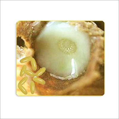 Royal Jelly - Off-White 500mg Capsules, Refrigerated | High Potency, Natural Source, Immune Support, Energy Boost, Improved Sleep