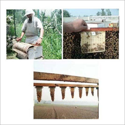 Bee Breeding