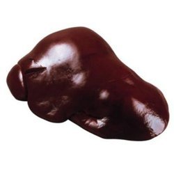 Liver
