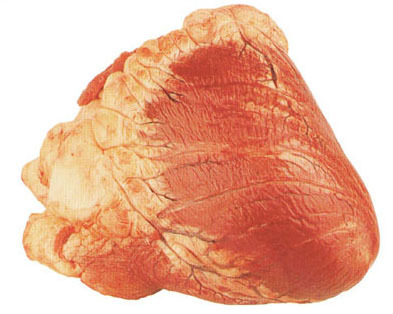 Heart