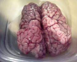 Brain