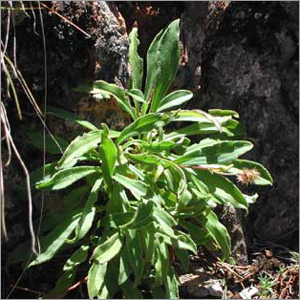 Jatamansi Oil