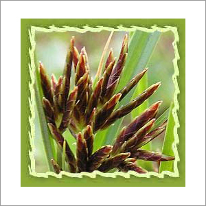 Nagarmotha Oil