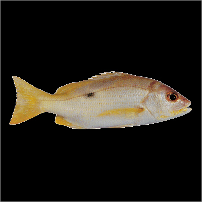 Black Spot Snapper