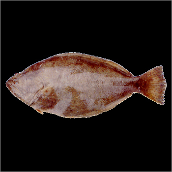 Indian Halibut