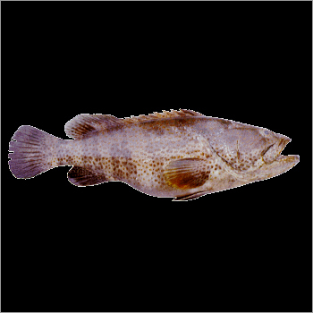 Malabar Reef Cod
