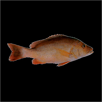 Snapper