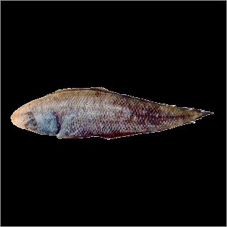 Sole