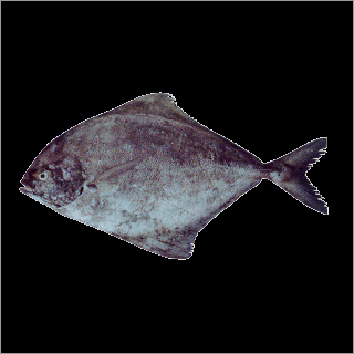 Black Pomfret