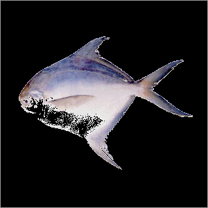 Silver Pomfret