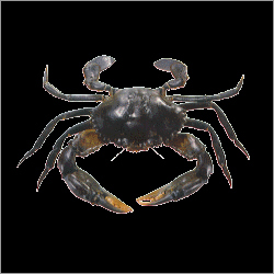 Mud Crab