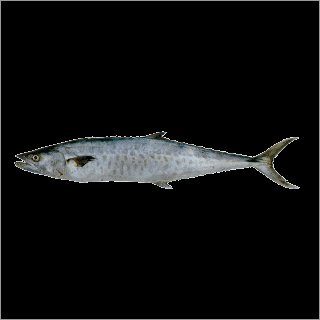 Seer Fish