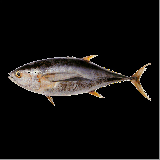 Yellow Fin Tuna