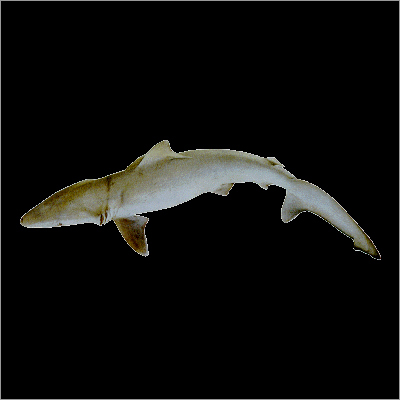 Black Tip Shark