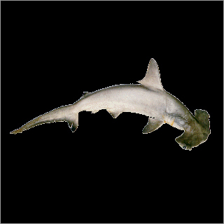 Hammer Head Shark
