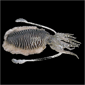 Cuttle Fish