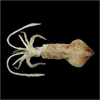 Squid
