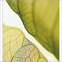 Ayurveda Colon Hydrotherapy