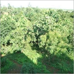 View Of The Garden From The Second Floor Rooms