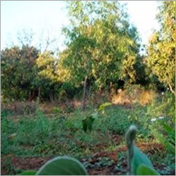 Herbal Garden With 2000 Varieties
