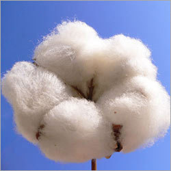 Raw Cotton Fiber
