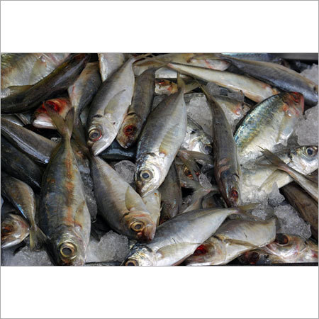Fresh Fish Fresh Fish