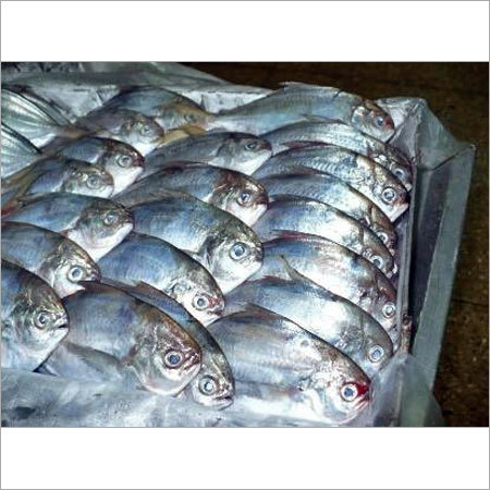 Frozen Fish