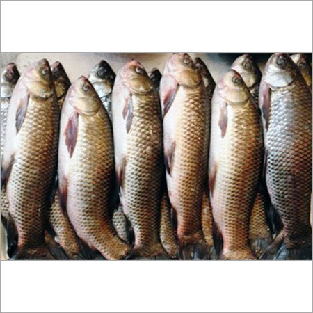 Indian Fish