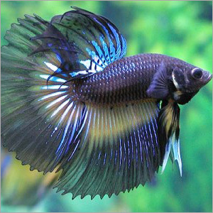 Decorative Fish