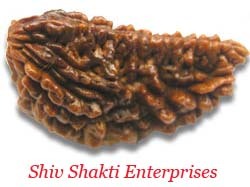 1 Mukhi Rudraksha