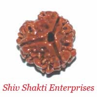 3 Mukhi Rudraksha