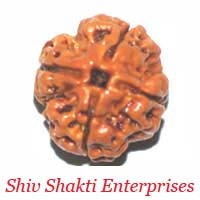 4 Mukhi Rudraksha