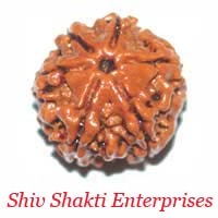 6 Mukhi Rudraksha