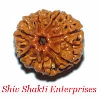 7 Mukhi Rudraksha