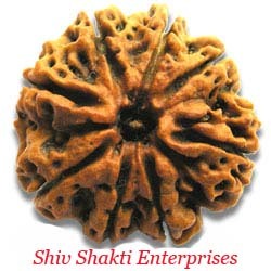 8 Mukhi Rudraksha