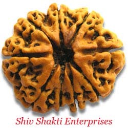 9 Mukhi Rudraksha