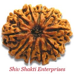 Rudraksha