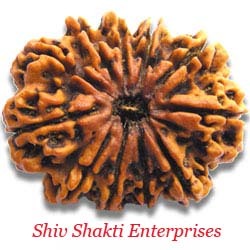 11 Mukhi Rudraksha