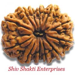 12 Mukhi Rudraksha