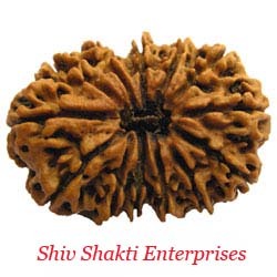 13 Mukhi Rudraksha