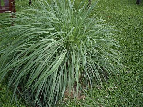 Lemongrass