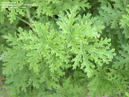 Citronella