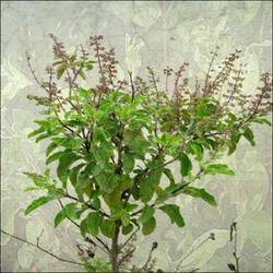 Tulsi Plant