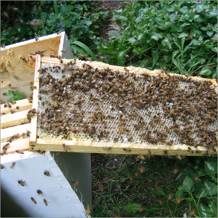 Bee Related Services