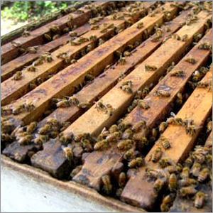 Bee Related Services