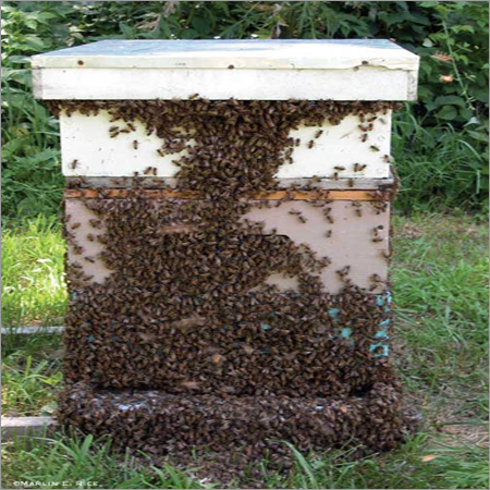 Honey Bee Hive