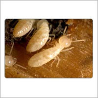 Anti-Termite Treatment