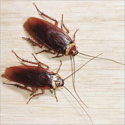 Cockroaches Control