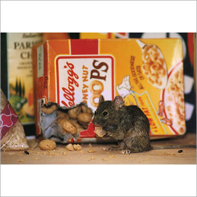 Rodent Control