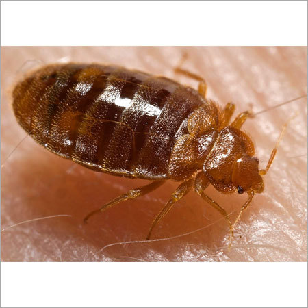 Bed Bug Control